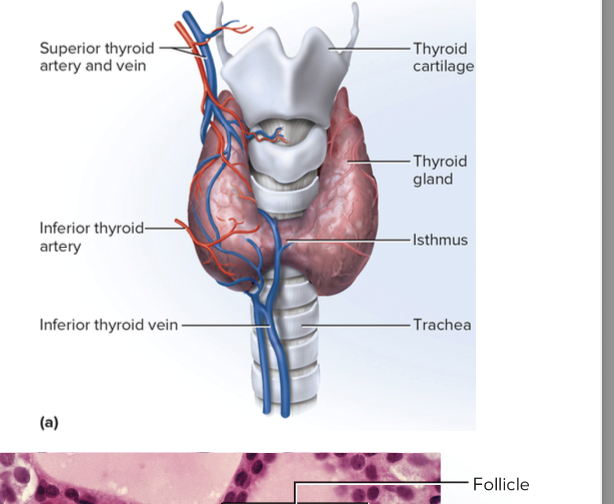 <p>adjacent to trachea in neck</p>
