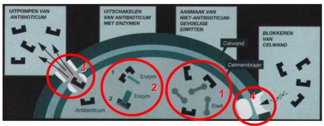 <ol><li><p>mutation in the target</p></li><li><p>enzymatic degradation</p></li><li><p>export by efflux pumps</p></li><li><p>pemeability reduction of cell envelope (gram-)</p></li><li><p>use of alternative pathway</p></li></ol><p></p><p></p><p>Uitleg: </p><p>1. Mutation in the target (Verandering van het doelwit)</p><ul><li><p><strong>Het mechanisme:</strong> Antibiotica werken doordat ze heel specifiek binden aan een bacterieel doelwit (zoals het transpeptidase-enzym of het ribosoom). Door een genetische mutatie verandert de bacterie de vorm van dit doelwit net een klein beetje.</p></li><li><p><strong>Het effect:</strong> Het antibioticum herkent het doelwit niet meer en kan er niet meer aan binden, terwijl het doelwit zijn normale biologische functie voor de bacterie wel blijft uitvoeren. (Denk ook aan de <em>D-Ala-D-Lac</em> verandering bij vancomycine!).</p></li></ul><p></p><p>2. Enzymatic degradation (Enzymatische afbraak)</p><ul><li><p><strong>Het mechanisme:</strong> De bacterie gaat in de tegenaanval en produceert specifieke 'schaar'-enzymen die het antibioticum actief opzoeken en kapotknippen nog voordat het de cel bereikt.</p></li><li><p><strong>Het effect:</strong> Het bekendste voorbeeld zijn bacteriën die <strong>bètalactamasen</strong> produceren. Deze enzymen knippen de bètalactamring van penicilline open, waardoor het antibioticum direct onschadelijk wordt.</p></li></ul><p></p><p>3. Export by efflux pumps (Actieve uitpomp)</p><ul><li><p><strong>Het mechanisme:</strong> Veel bacteriën bezitten transporteiwitten in hun membraan die werken als een ingebouwde lenspomp: de <strong>effluxpompen</strong>.</p></li><li><p><strong>Het effect:</strong> Zodra het antibioticum de bacteriecel binnenkomt, herkent de pomp de vreemde stof en pompt deze met behulp van energie direct weer naar buiten (<em>export</em>). De concentratie van het medicijn binnenin de cel blijft hierdoor zo laag dat de bacterie er geen hinder van ondervindt.</p></li></ul><p></p><p>4. Permeability reduction of cell envelope [Gram-] (Minder doorlaatbare celwand)</p><ul><li><p><strong>Het mechanisme:</strong> Gram-negatieve bacteriën hebben een extra buitenmembraan die medicijnen tegenhoudt. Antibiotica moeten normaal gesproken via speciale eiwitkanaaltjes (<strong>porines</strong>) naar binnen glippen.</p></li><li><p><strong>Het effect:</strong> De bacterie vermindert het aantal porines of vernauwt de kanaaltjes (<em>permeability reduction</em>). Hierdoor kan het antibioticum simpelweg niet meer effectief naar binnen diffunderen.</p></li></ul><p></p><p>5. Use of alternative pathway (Een omweg gebruiken)</p><ul><li><p><strong>Het mechanisme:</strong> Sommige antibiotica (zoals sulfonamiden, nummer 5 op je eerdere overzichtsplaat) werken door een essentiële chemische route van de bacterie te blokkeren, bijvoorbeeld de aanmaak van foliumzuur.</p></li><li><p><strong>Het effect:</strong> De resistente bacterie ontwikkelt een evolutionaire omweg (<em>alternative pathway</em>). Hij omzeilt de blokkade door de benodigde voedingsstoffen simpelweg kant-en-klaar rechtstreeks uit de omgeving op te nemen, of door een compleet nieuw type enzym te gebruiken dat immuun is voor de remming.</p></li></ul><p><br><br>(kennisclip op canvas) </p>