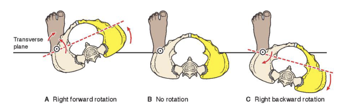 <p><strong>Right forward rotation:</strong></p><ul><li><p>Stand on left leg </p></li><li><p>Swing right side of pelvis forward </p></li><li><p><strong>Movement of lumbar spine: </strong> Right rotation</p></li><li><p><strong>Movement of left hip joint:</strong> Internal rotation</p></li></ul><p></p><p></p><p><strong>Right backward rotation:</strong></p><ul><li><p>Stand on left leg </p></li><li><p>Swing right side of pelvis backward</p></li><li><p><strong>Movement of lumbar spine: </strong> left rotation</p></li><li><p><strong>Movement of left hip joint:</strong> External rotation</p></li></ul><p></p><p></p>