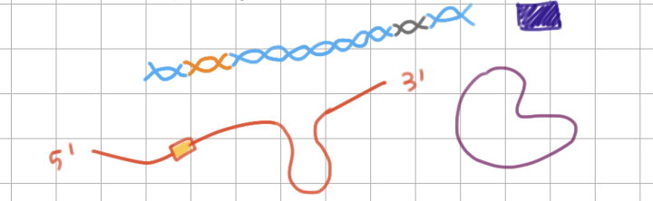 <p>Rho-dependent termination (3/3)</p><ol start="3"><li><p>During pause, rho can reach open complex to separate <u>RNA-DNA hybrid</u></p></li></ol><p></p>
