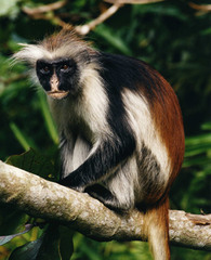 <p>Species that is found in only one area. Such species are especially vulnerable to extinction.</p>