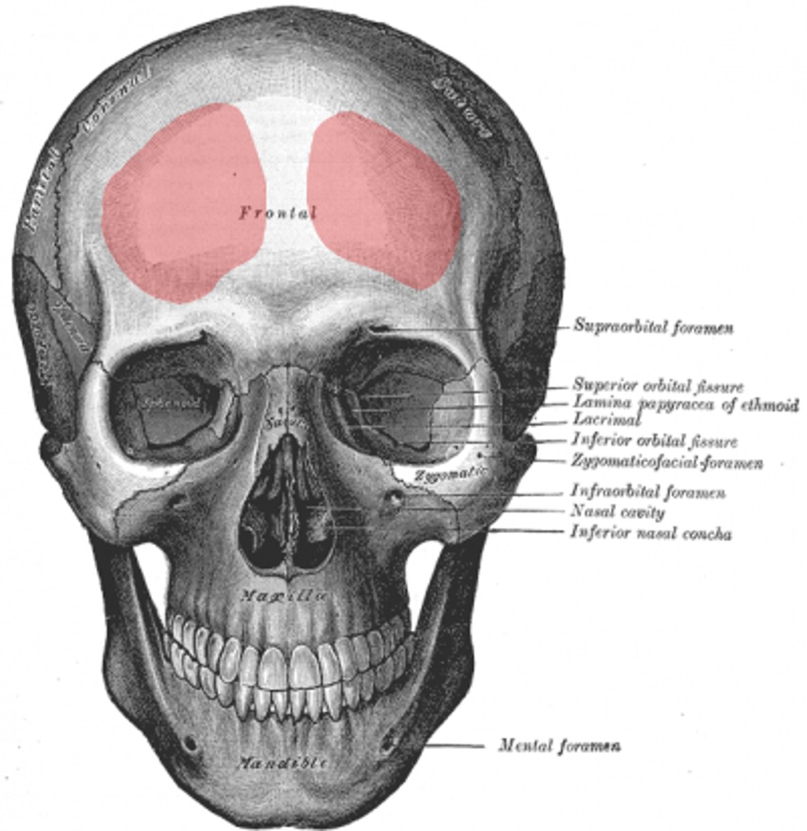 <p>exocraniaal vlak</p>