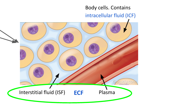 <ul><li><p>Interstitial fluid (around cells)</p></li><li><p>Plasma (in blood)</p></li></ul><p></p>