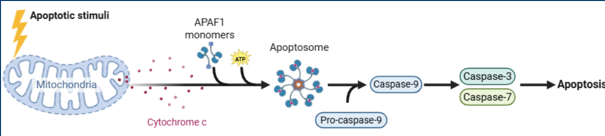 <p><strong>Casp9</strong> is an <em>initiator caspase </em>which are activated early in apoptotic pathways </p><p>• Responsible for cleaving and activating other caspase enzymes </p><p>• Form of enzymatic signal amplification </p><p>• Examples = Casp8 (Extrinsic) an<u>d </u><strong><u>Casp9 (</u></strong><u>Intrinsic)</u></p><p>• The <em>apoptosome</em> has main functions, but the main function is the activation of the initiator caspase<strong> (Casp9) </strong></p><p><strong>• Casp9</strong> cleaves/activates the executioner caspases <strong>Casp3 </strong>and<strong> Casp7</strong></p>