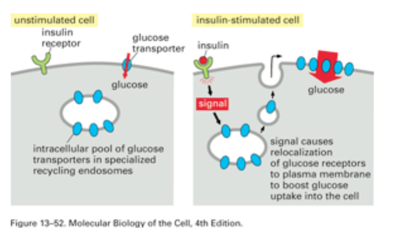 <p>Essentially: </p><p>Tissues take up sugar from blood at a rate that is independent of blood sugar unless insulin signals otherwise.</p>