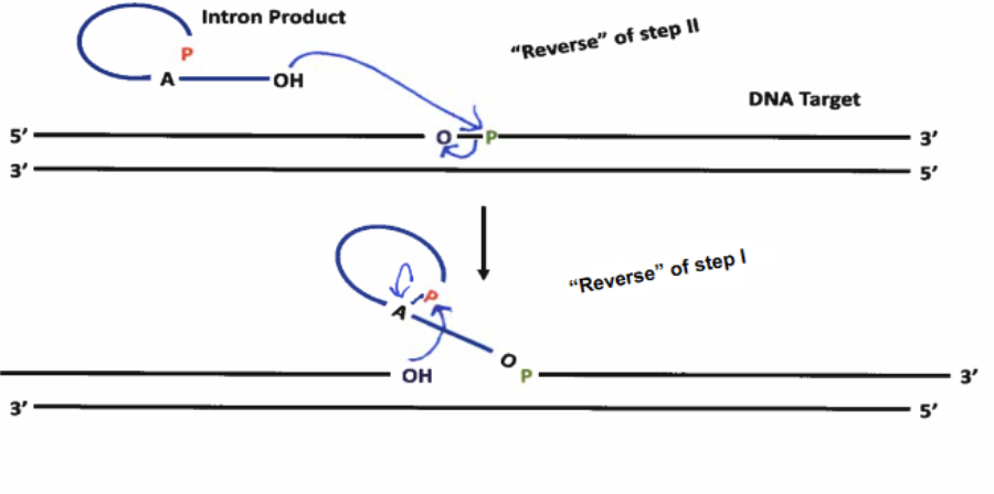 <p>Due to Group II reaction being reversible (slightly), the<strong> lariat intron product </strong>can attack a DNA nucleotide, reversing the lariat formation and looping out as a section of RNA within a DNA duplex. The intron then <strong>codes for endonuclease </strong>activity, to split up the duplex inthe position where it has inserted itself and cleaves, allowing it to linearize. The intron then <strong>codes for reverse transcriptase</strong>, coding its DNA complement strand into the duplex. Endogenous RNAse-H cuts out the intron from the duplex, and endogenous Pol II comes to fill in the gap, resulting in the intron being incorportated into the DNA strand.</p>