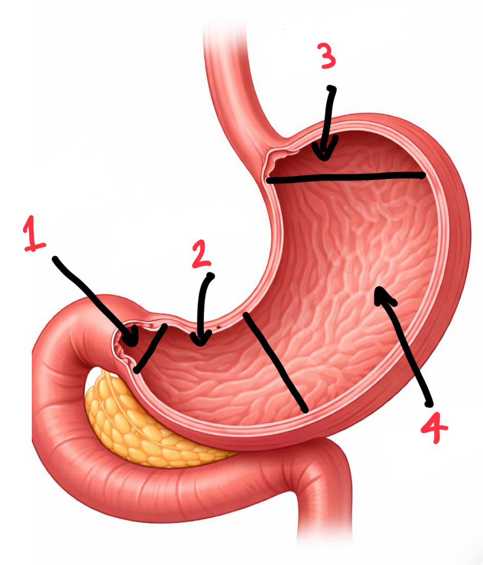 <p>Name these regions of the stomach</p>