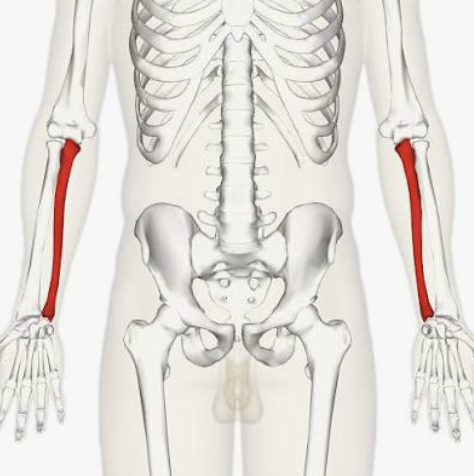 <p>Which bone is this?</p>