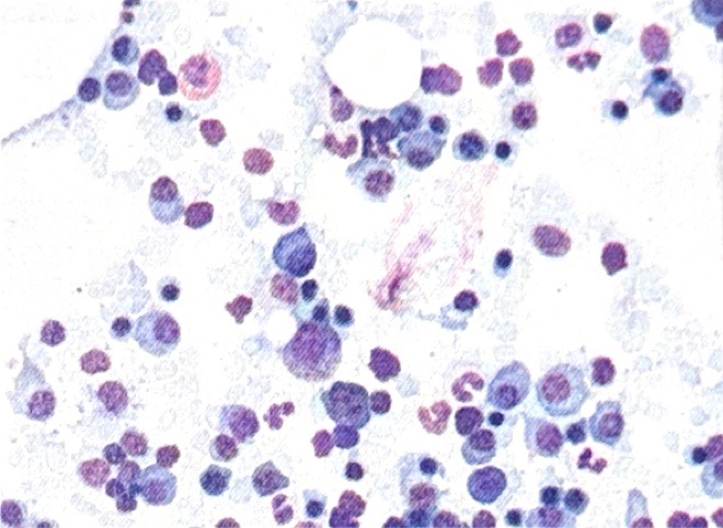 <p>what microscope is this?</p>