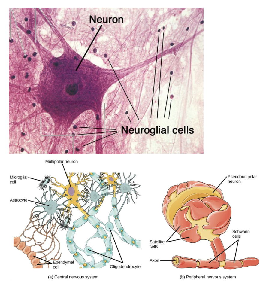 <ul><li><p><span style="background-color: transparent;">Neuroglial cells function to maintain a stable environment for neurons in the nervous system. They protect nervous tissue and assist in nerve function.</span></p><ul><li><p><span style="background-color: transparent;">Ex. in the PNS and CNS, glial cells provide scaffolding on which the nervous system is built. They help neurons line up closely for neuronal communication, provide insulation to neurons, transport nutrients and waste, and mediate immune responses</span></p></li></ul></li><li><p><span style="background-color: transparent;">Neuroglia in the CNS: astrocytes, microglial cells, ependymal cells, oligodendrocytes</span></p></li><li><p><span style="background-color: transparent;">Neuroglia in the PNS: satellite and Schwann cells</span></p></li></ul><p></p>
