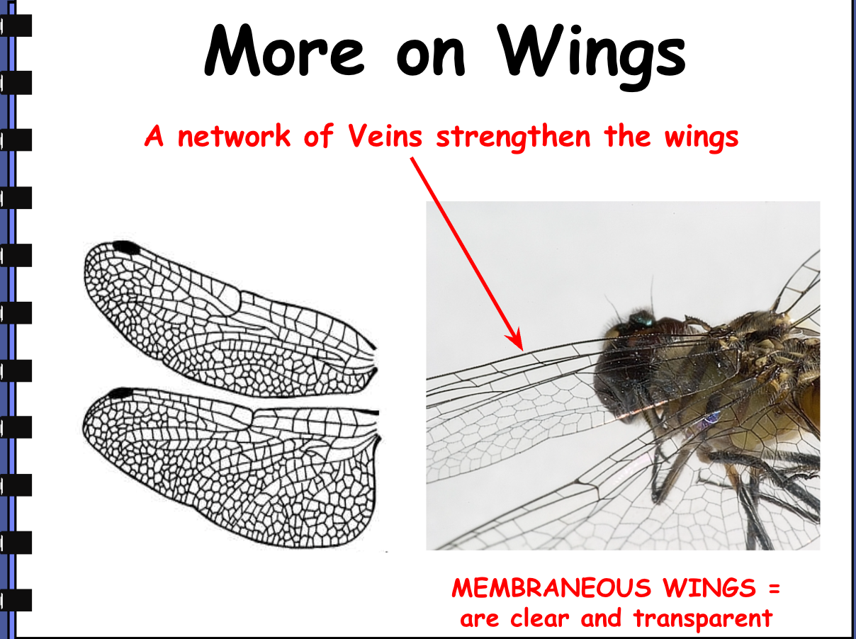 <ul><li><p><span style="background-color: transparent; font-family: "Comic Sans MS", sans-serif;"><strong>Most adults have 2 pairs of wings</strong></span></p></li><li><p><span style="background-color: transparent; font-family: "Comic Sans MS", sans-serif;"><strong>If they have 2 pair of wings they are called forewings and hindwings</strong></span></p></li><li><p><span style="background-color: transparent; font-family: "Comic Sans MS", sans-serif;"><strong>Some insects are wingless (example: fleas, ants)</strong></span></p></li></ul><p><br><span style="background-color: transparent;"><strong><em>The Flea = wingless&nbsp;</em></strong></span></p><p></p><p><span style="background-color: transparent; font-family: "Comic Sans MS", sans-serif;"><strong>Some Wings Are Covered With Powdery Scales - butterflies and moths</strong></span></p>