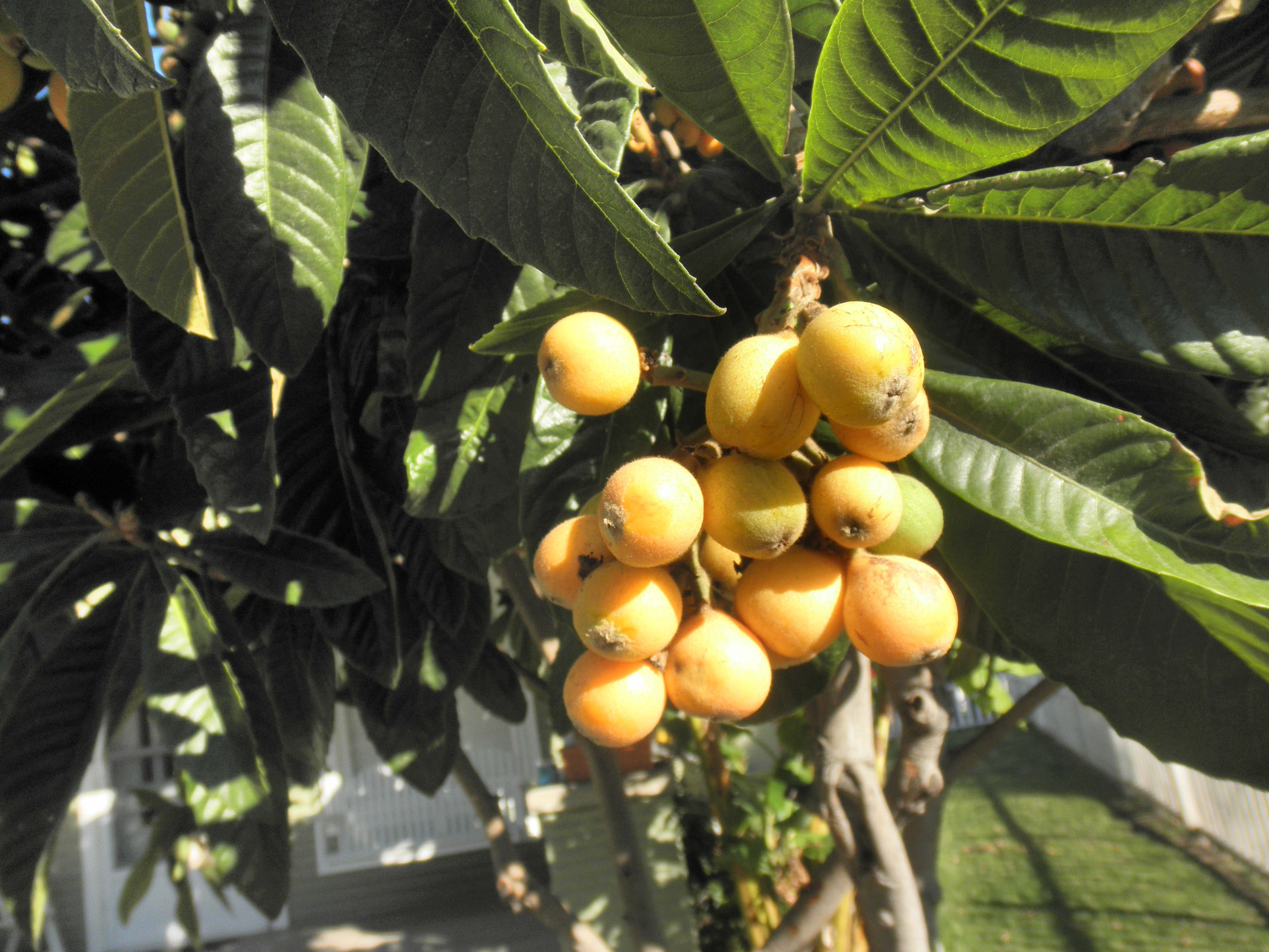 <p>Eriobotrya japonica - Edible Loquat</p>