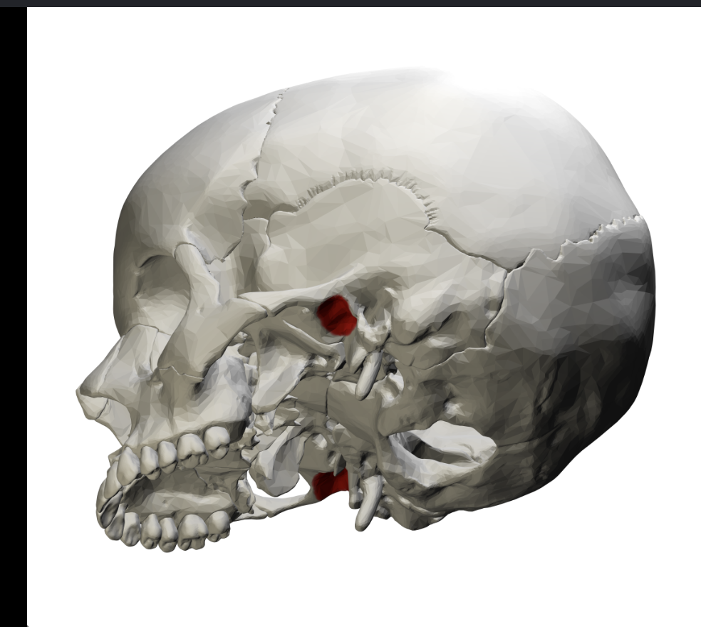 <p>Hint - right ext to ear canals (towards the nose) </p>