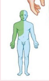 <p>which duct is responsible for drainage of the green area, and which is responsible for the blue area? </p>