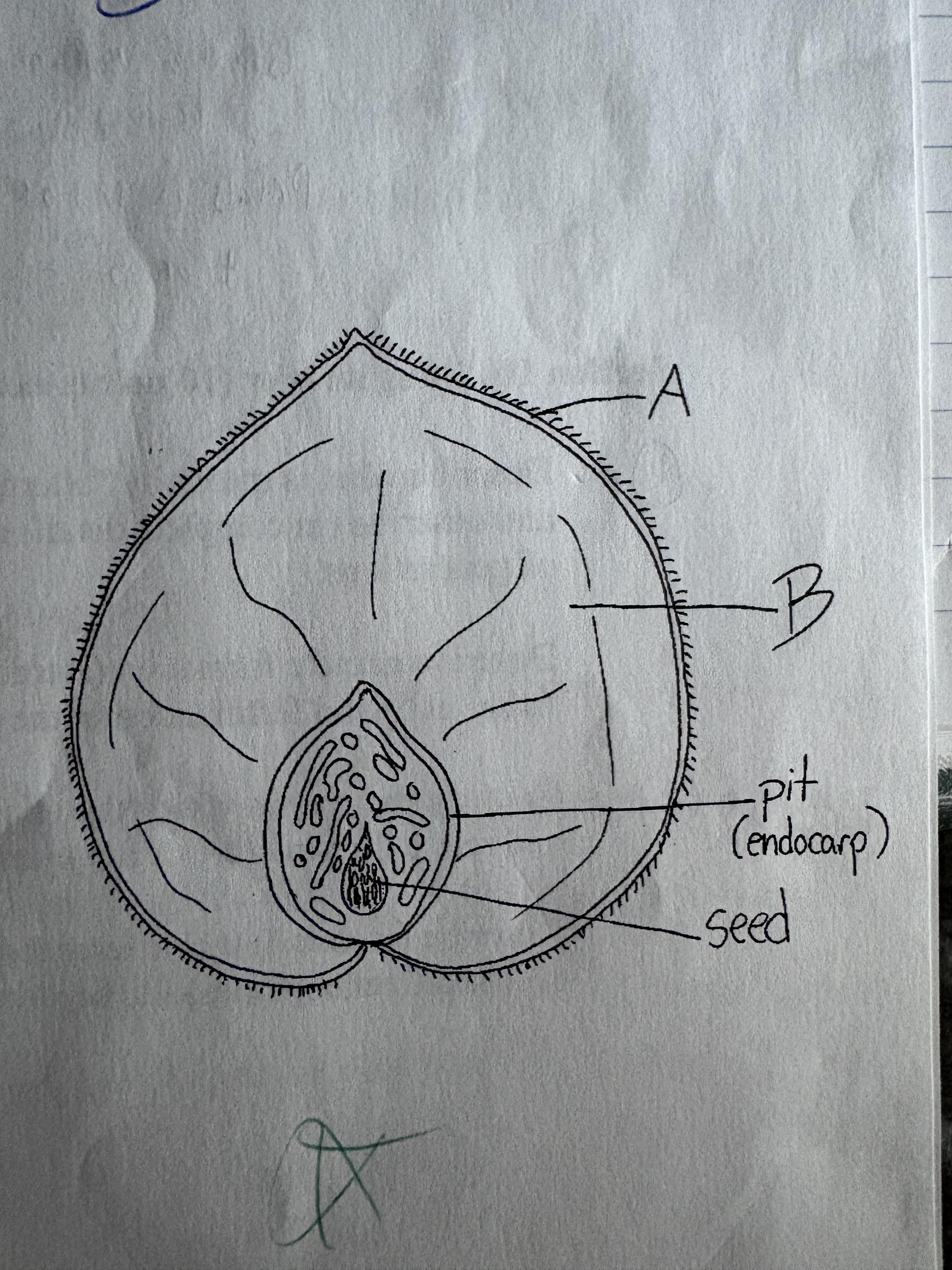 <p>Name the carpel layer indicated by the letter A</p>