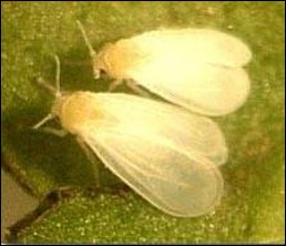 <p>Identify the insect and order</p>