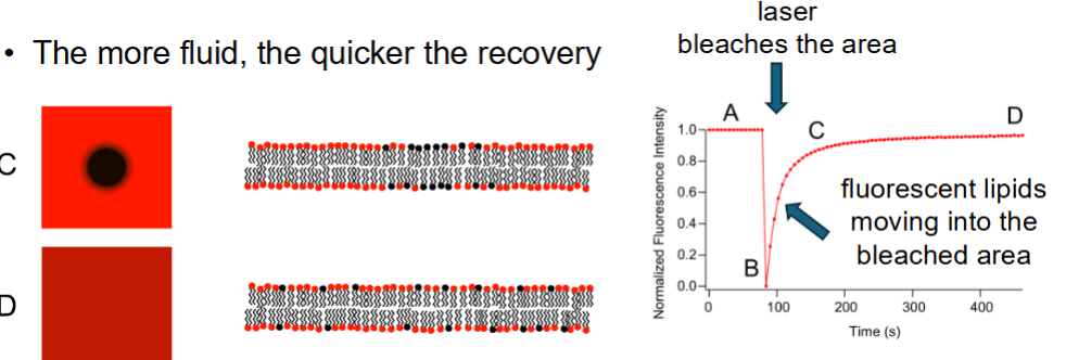 <ol><li><p>Fluorescent dye is labeled/marked on proteins or lipids</p></li><li><p>A high powered laser bleaches (damages) a specific portion of the cell</p></li><li><p>Within the bleached area, the amount of fluorescence that comes back is measured. (This is due to the fluidity of phospholipids in that the dark spot will eventually dissipate as new lipids come in)</p></li><li><p></p></li></ol><p></p>