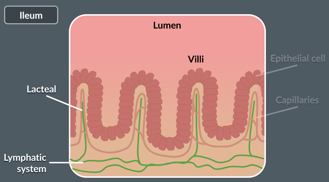 <p>chylomicrons don’t enter the blood because they’re too big to fit through the pores in the capillaries. instead, chylomicrons enter lymphatic capillaries, which are called lacteals and they have much bigger openings. once in the lacteals, the chylomicrons travel through the lymphatic system and eventually reach the blood.&nbsp;</p><p><br></p>