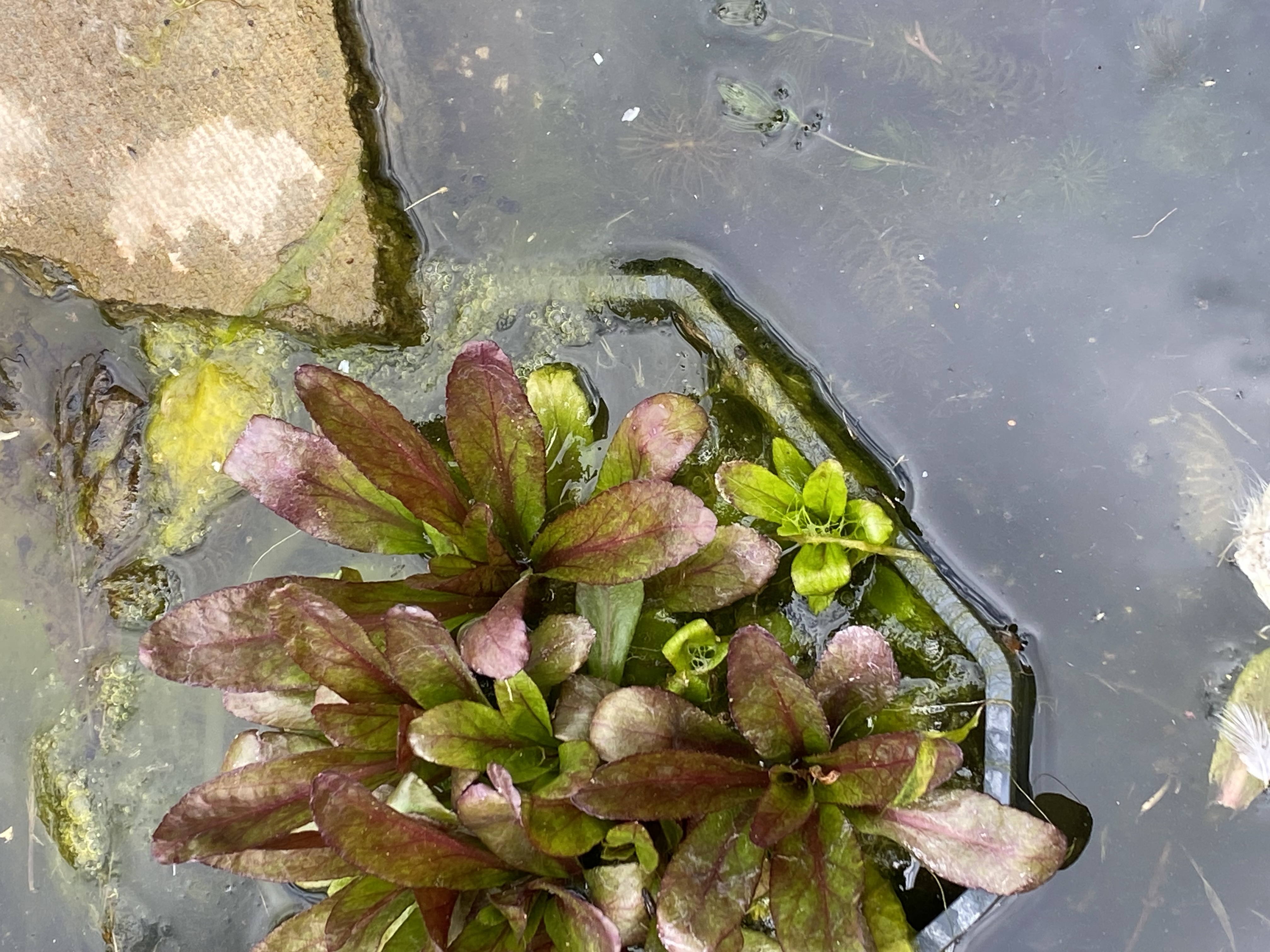 <p><em>Lobelia cardinalis</em>: deciduous, evergreen or what?</p>