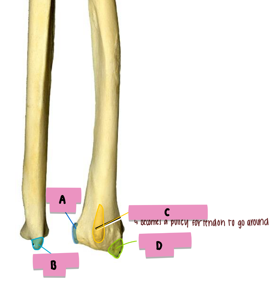 <p><strong>label </strong>the <strong>features (post/distal </strong>radius + ulna)</p>