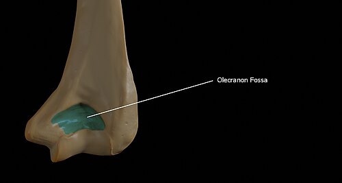 <p>Humerus, indentation at the distal end, faces posterior</p>