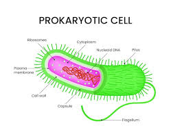 <p>Bacteria have a single loop of DNA.</p>