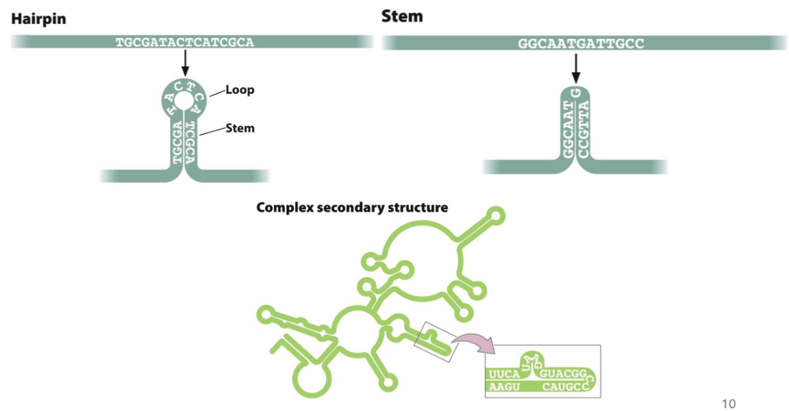 <p>a hair pin, stem or a complex looking secondary structure</p>
