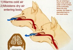 <p>1) Warms cold air</p><p>2) Moistens dry air entering the body</p>