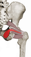 <p>laterally rotates extended femur at hip,</p><p>abducts flexed femur at hip</p>