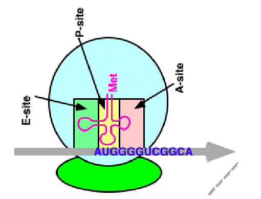 <p>arrival site, where the AA comes in</p>