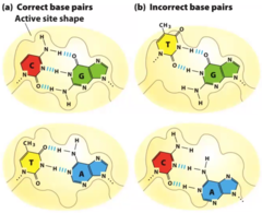 <p>The DNA Polymerase active site restricts base pairing to Watson-Crick-Franklin bp. It does this by ensuring correct base pairing through geometric fit before forming a phosphodiester bond.</p>