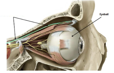 <p>Identify + describe the nerve </p>