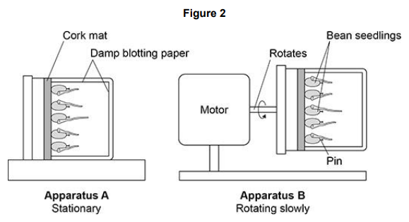 <ul><li><p>A student investigated the effect of gravity on the growth of bean seedlings.</p></li><li><p>The student set up apparatus A and apparatus B. </p></li><li><p>Figure 2 shows both sets of apparatus</p></li></ul><p>Give the reason why the student placed both sets of apparatus in the dark. [1 mark]</p>