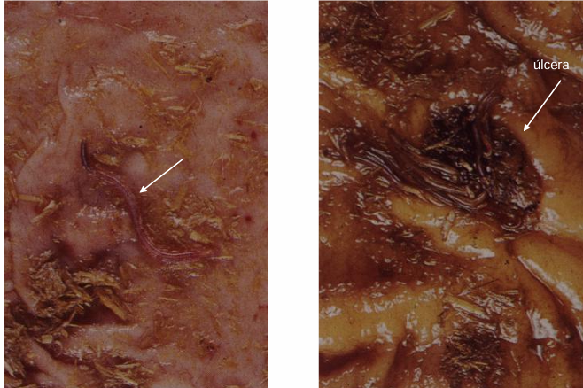 <ul><li><p>estrongilos não migradores → menos grave </p></li><li><p>danos na mucosa intestinal </p></li><li><p>podem causar úlceras (espécies que se alimentam em grupo) </p></li></ul><p></p>