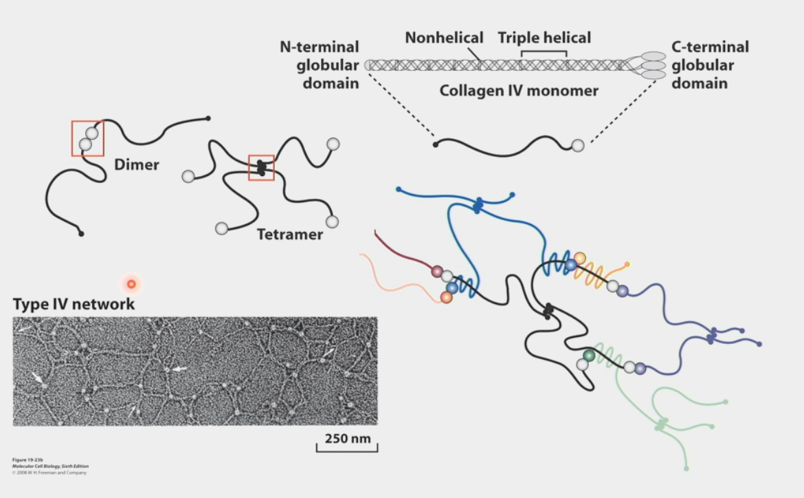 <ul><li><p>characteristic of Collagen IV networks</p></li><li><p>globular domains at the ends of triple helices bind to other collagen molecules in <strong>specific</strong> ways</p><ul><li><p>C-terminal end forms <strong>dimer</strong> w/ C-terminal end of another collagen</p></li><li><p>N-terminal end forms <strong>tetramer</strong> w/ 3 other N-terminal ends</p></li><li><p>combine in endless series to get network of collagen that attracts other ECM components</p></li></ul></li></ul><p></p>