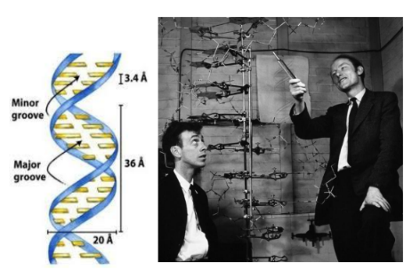 <p>DNA feature 4</p>