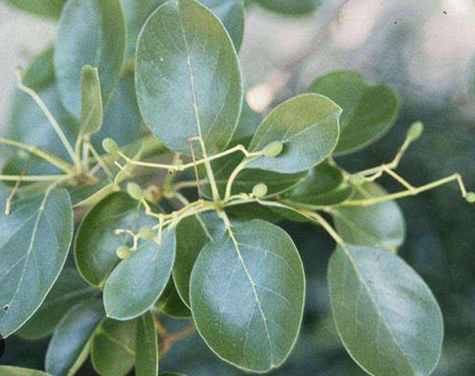 <p>Chinese Fringetree</p>