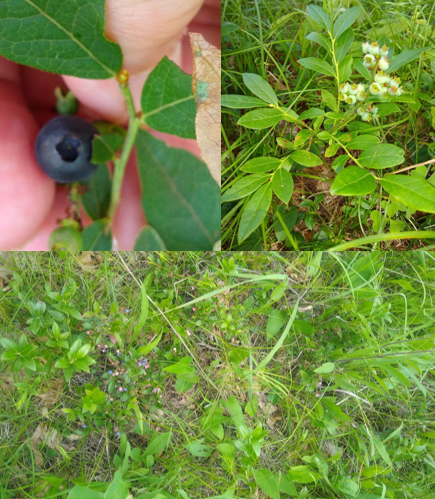 <p><em>Vaccinium spp.</em></p>
