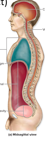 <p>2 Cavities in the Dorsal Region(Posterior Aspect)</p>