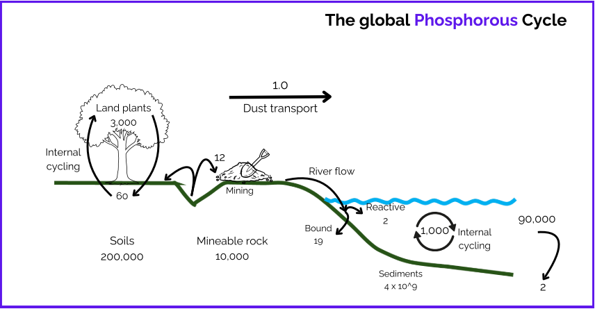 <ul><li><p>Tide up in marine sediments</p></li><li><p>Humans interact through mining for fertilisers</p></li><li><p>Key limiting nutrient, not evenly distributed</p></li><li><p>Slow cycle influenced by human activities</p></li></ul><p></p>