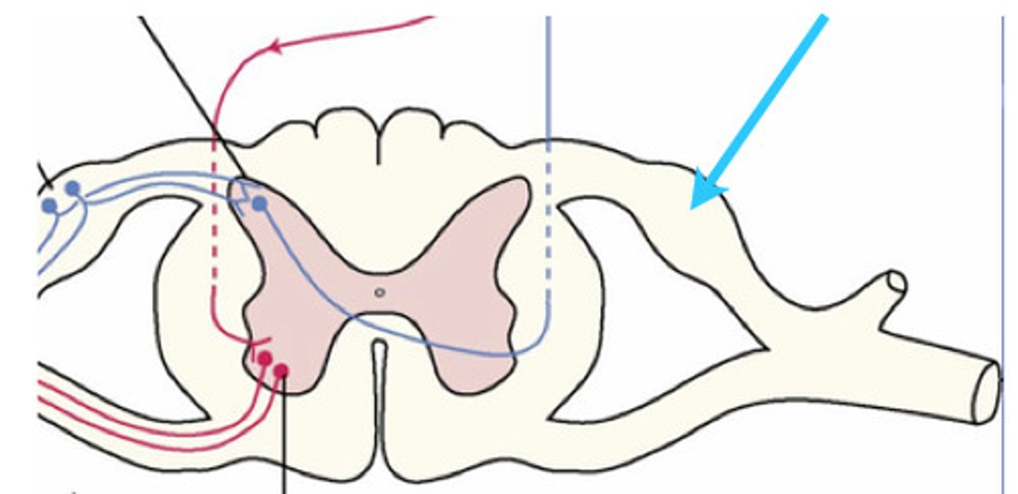 <p>Contains sensory neuron cell bodies</p>