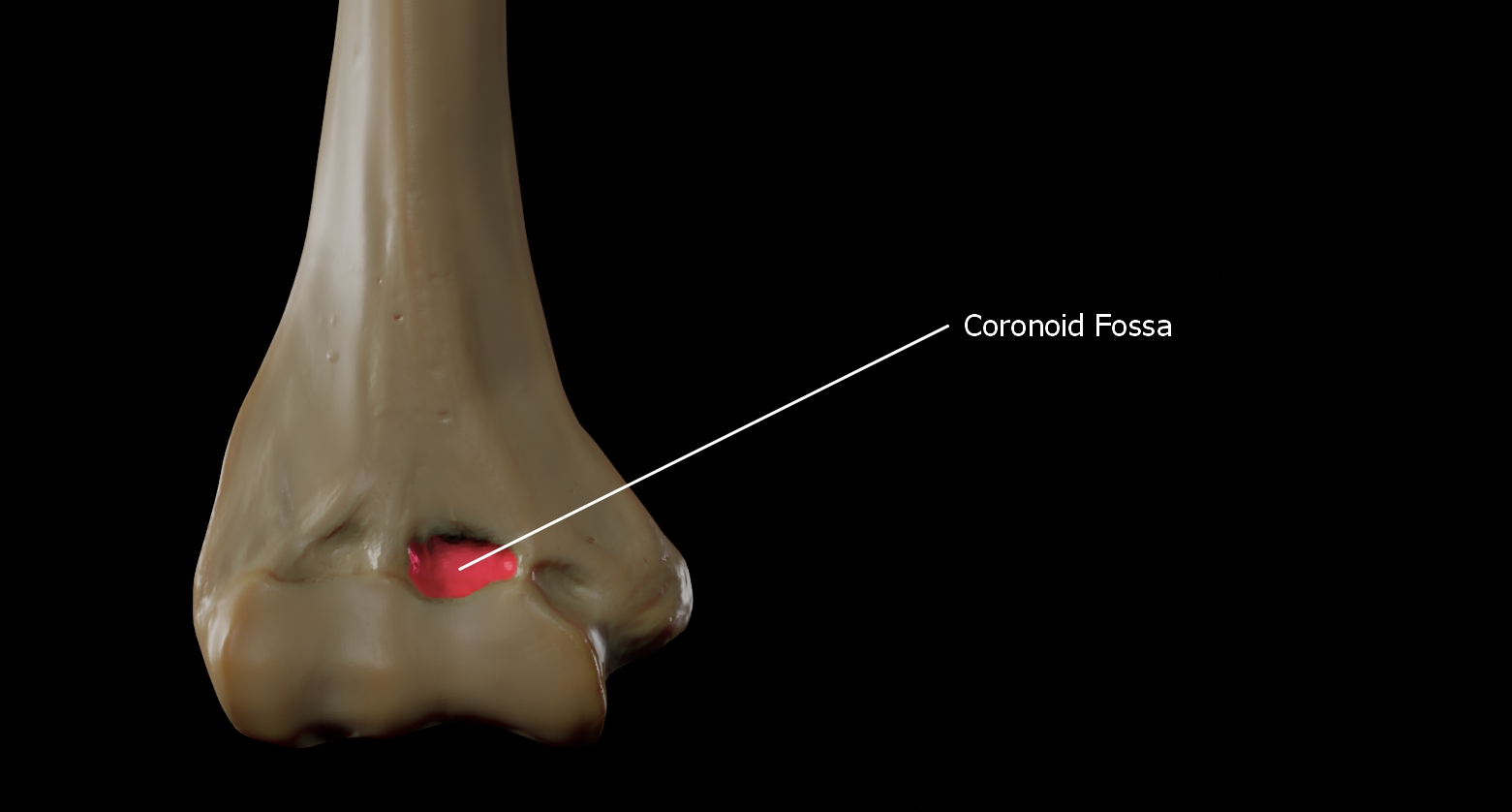 <p>Name the specific part of the bone in color</p>