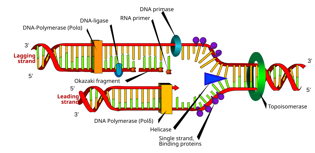 <ul><li><p><strong>Leading Strand</strong>: The strand synthesized continuously in the 5' to 3' direction towards the replication fork by DNA polymerase.</p></li><li><p><strong>Lagging Strand</strong>: The strand synthesized discontinuously in short segments (Okazaki fragments) away from the replication fork.</p></li></ul><p></p>