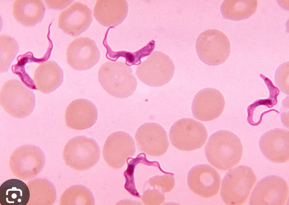 <p>African Trypanosomes</p>