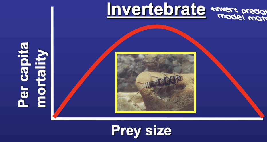 <p>invertebrates demonstrate size selectivity</p><p><span style="color: green;">MODEL MATCH</span></p>