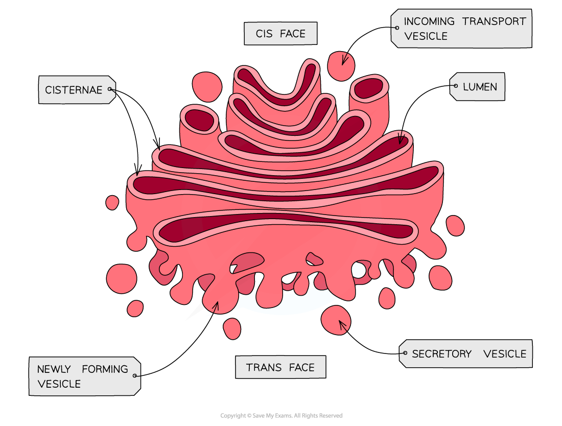 <p>Golgi apparatus: Description (2)</p>