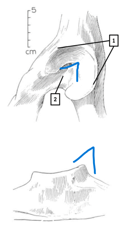 <ul><li><p>wide acetabular notch</p></li><li><p>sharp rim</p></li></ul><p></p><p>horse pelvis</p><p></p>