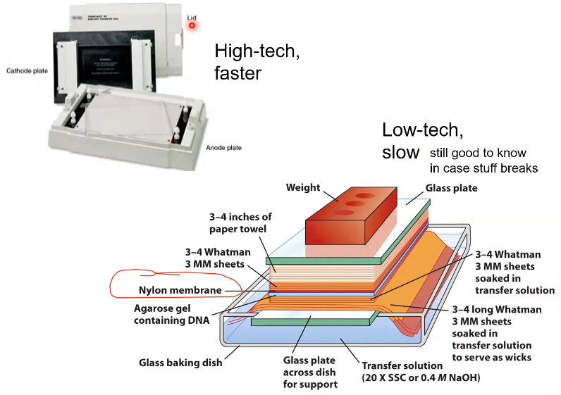 <p>It is when you break up a genome with restriction enzymes and put them on an electrophoresis gel and see where the DNA ends up. (Bigger DNA closer to negative side, smaller DNA closer to positive side). </p><p>You can then observe them in a fancy machine, or a simple large contraption. </p>