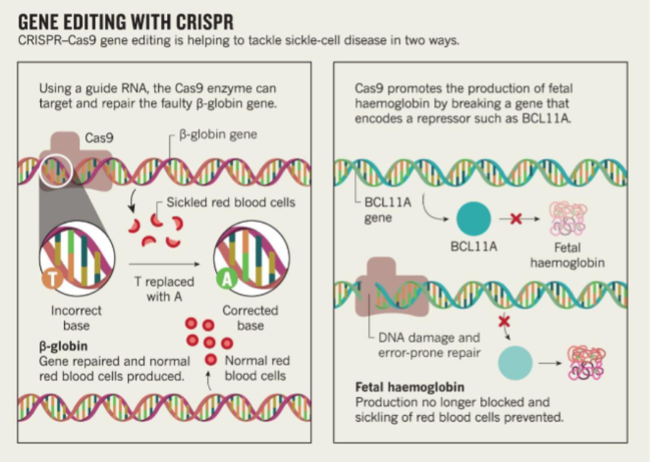 <ol><li><p><span style="background-color: transparent;">Isolate patient’s Hematopoietic Stem and Progenitor Cells (HSPC)&nbsp;</span></p></li><li><p><span style="background-color: transparent;">Edit cells in culture with CRISPR</span></p></li><li><p><span style="background-color: transparent;">Re-establish stem cell population in bone marrow</span></p></li></ol><p></p>