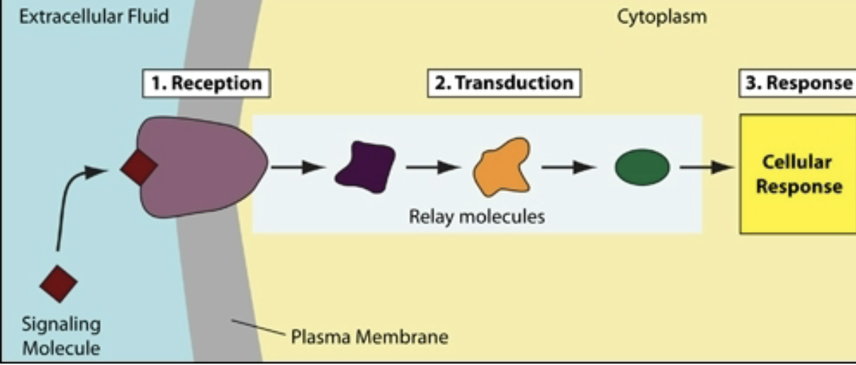 <p>series of steps that eventually leads to biochemical response </p><p></p>